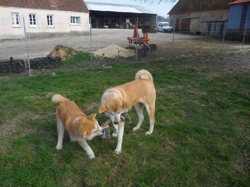 Akitas 2016