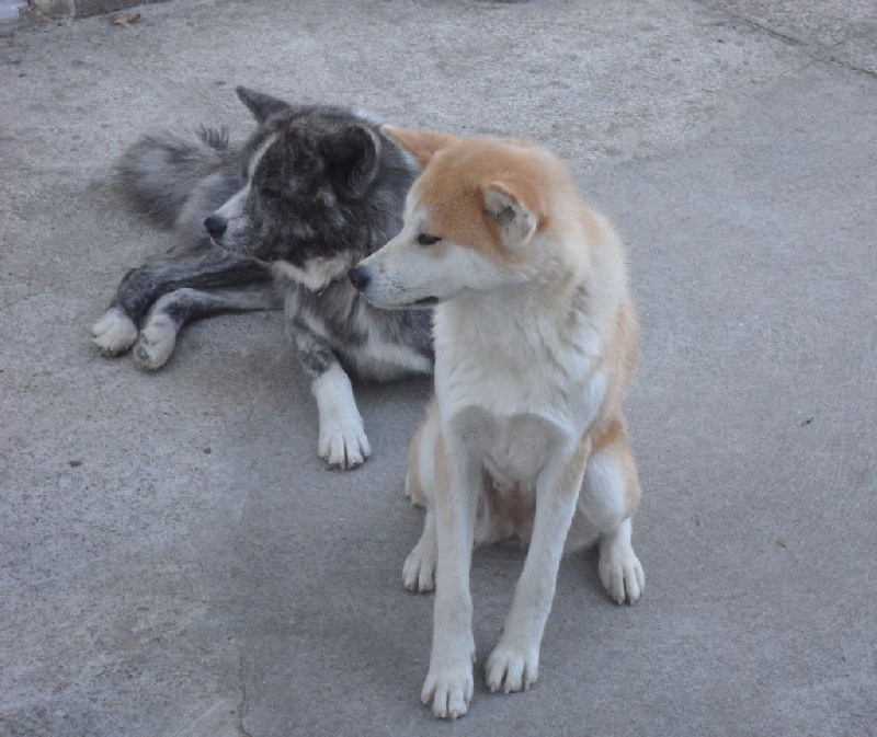 Akitas 2015